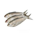 Hilsha (3pcs/1kg)