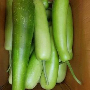 দেশি তাজা লাউ