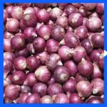 দেশী পিয়াজ