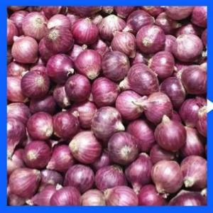 দেশী পিয়াজ