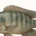 দেশী তেলাপিয়া মাছ ১.৫ কেজি