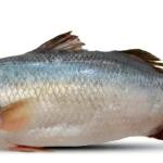 দেশী কুরাল মাছ -১.৫ কেজি